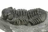 Phacopid (Adrisiops) Trilobite - Jbel Oudriss, Morocco #222409-3